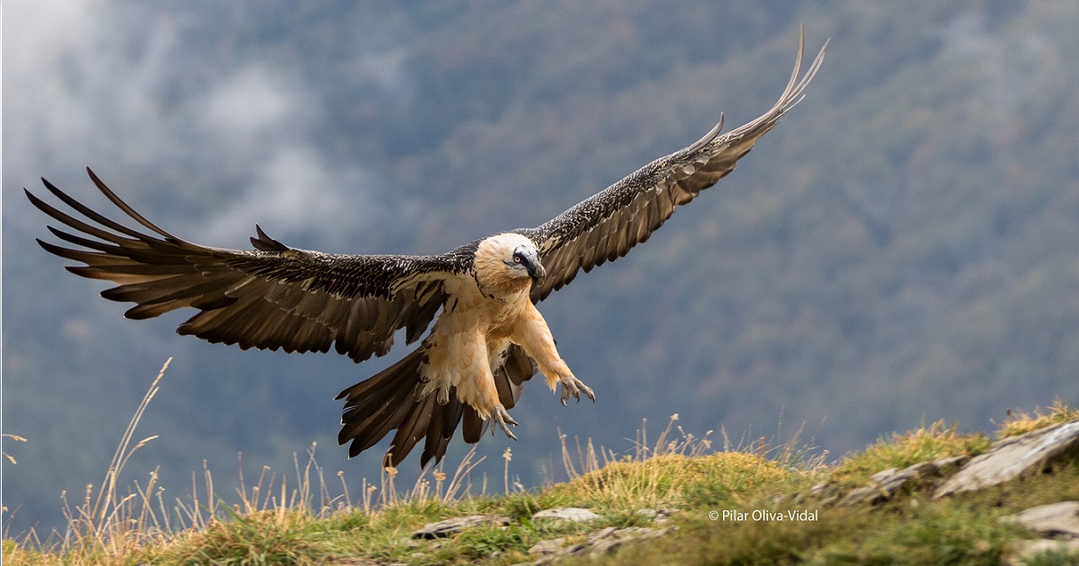 Graphical abstract - Pilar Oliva-Vidal